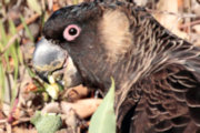 Carnaby's Black-Cockatoo (Calyptorhynchus latirostris)